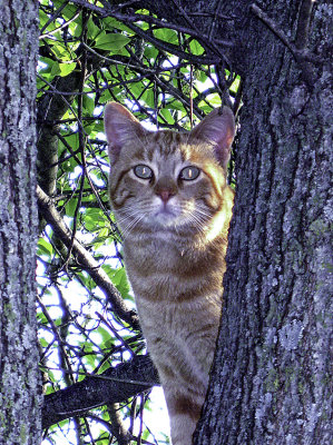 ace in tree 850pxl_700a.jpg
