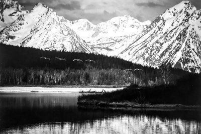 Tetons-Swans-1 BW _May 1982 900pxl_IMG-2433.jpg