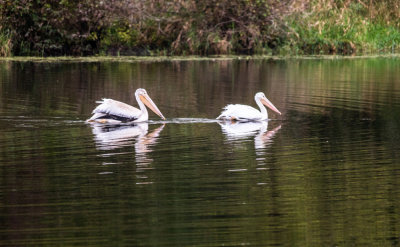 2 pelicans pond 1 10-2018_IMG-3781.jpg