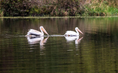pelicans_on_pond_10-2018