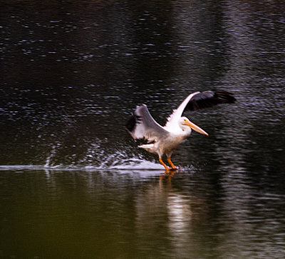 pelican landing pond  10-2018_IMG-3813.jpg