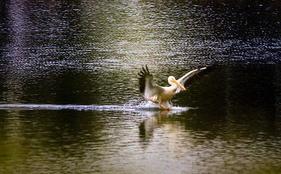 pelican landing pond 2 10-2018_IMG-3815.jpg