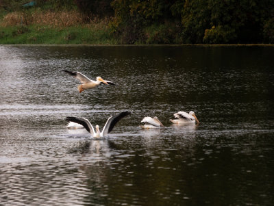pelicans pond 3 10-2018_IMG-3808.jpg
