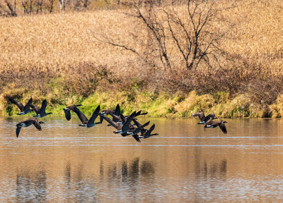 geese pond takeoff 11_IMG-3837.jpg