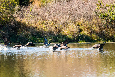 geese pond takeoff 1_IMG-3823.jpg