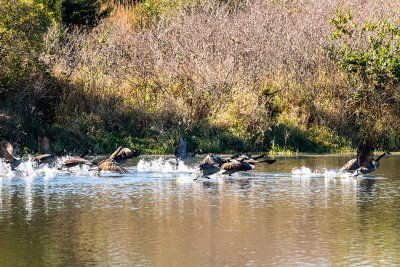 geese pond takeoff 2_IMG-3824.jpg
