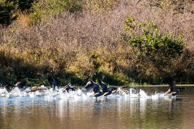 geese pond takeoff 3_IMG-3825.jpg