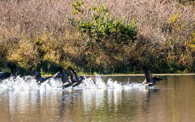 geese pond takeoff 4_IMG-3826.jpg
