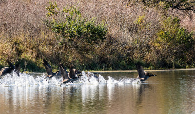 geese pond takeoff 5_IMG-3827.jpg