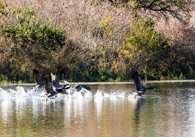 geese pond takeoff 6_IMG-3828.jpg