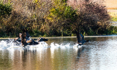 geese pond takeoff 7_IMG-3829.jpg