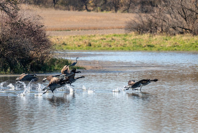 geese pond takeoff 8_IMG-3830.jpg