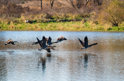geese pond takeoff 9_IMG-3832.jpg