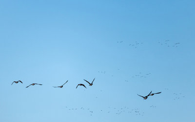 Geese on our Pond 10-23-2018