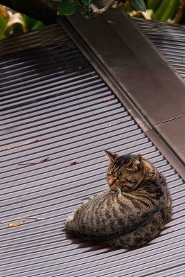 Cat on a Warm Plastic Roof