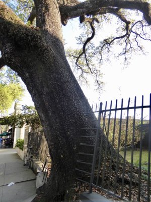 Cemetery tree