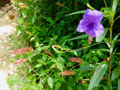 lovely flowers