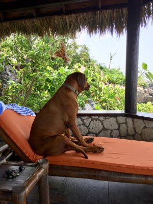 Resort dog, Beezy, on our porch