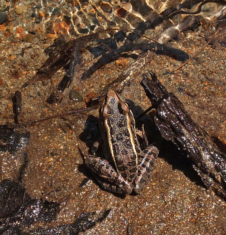 Frog  Harbor Brook Trail  b 7-9-17.jpg