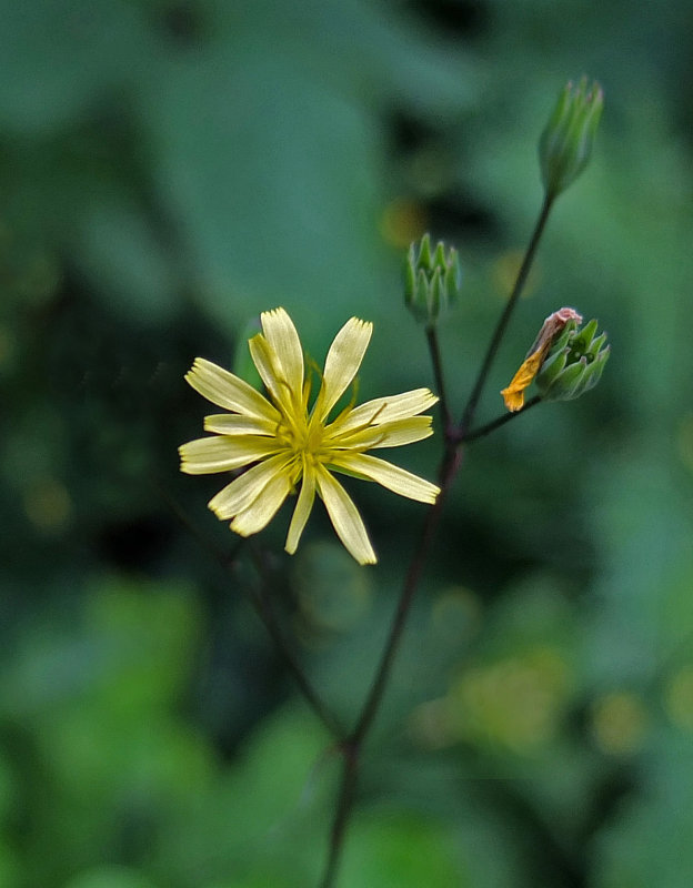 Wildflower Trail Along Kenduskeag 7-14-17.jpg