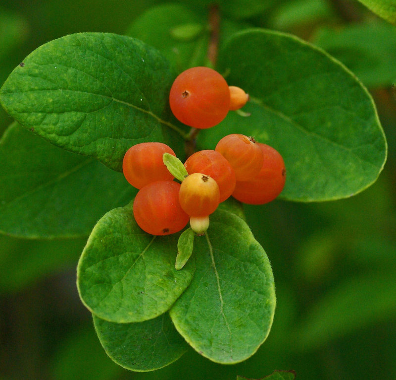 Berries Essex Woods 7-18-17.jpg