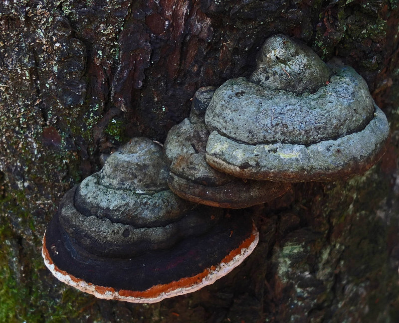Fungi  Harbor Brook 8-22-17.jpg