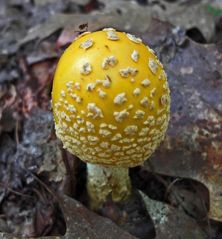 Fungus Caribou Bog 8-27-17.jpg