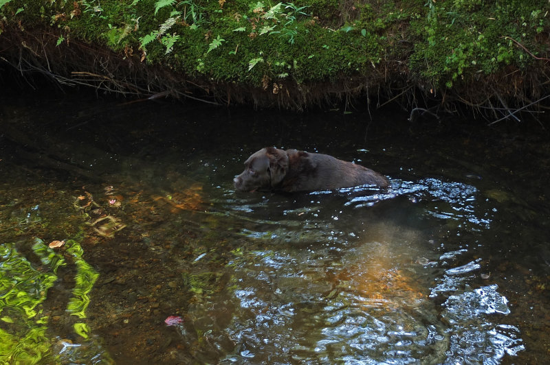 Kelley - Harbor Brook b 9-25-17.jpg