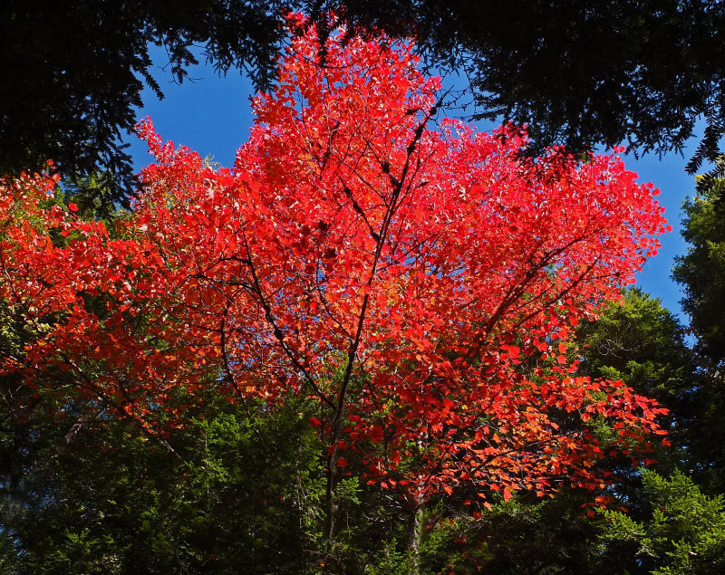 Tree Logan Rd. DeMeritt Forest 10-5-17.jpg