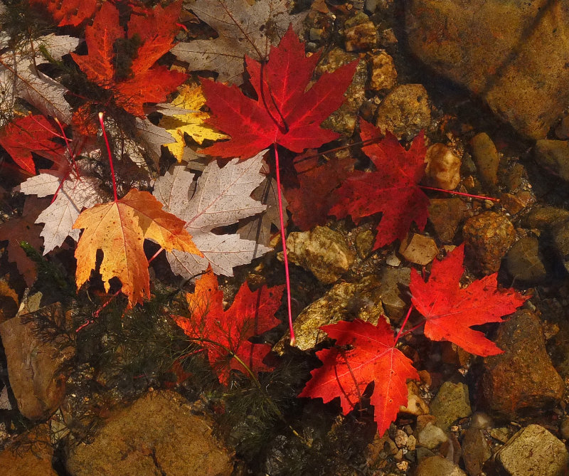 Leaves Sebasticook Lake b 10-10-17.jpg