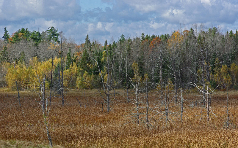 City Forest b 10-20-13-ed.jpg