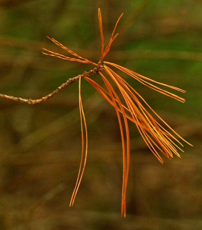 Dead Pine Needles - Walden 5-8-12-ed.jpg