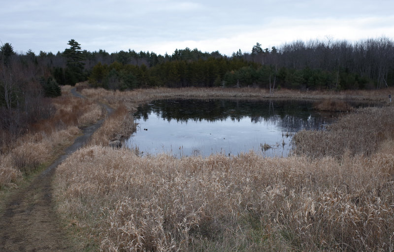 Beaver Pond City Forest 12-5-17.jpg