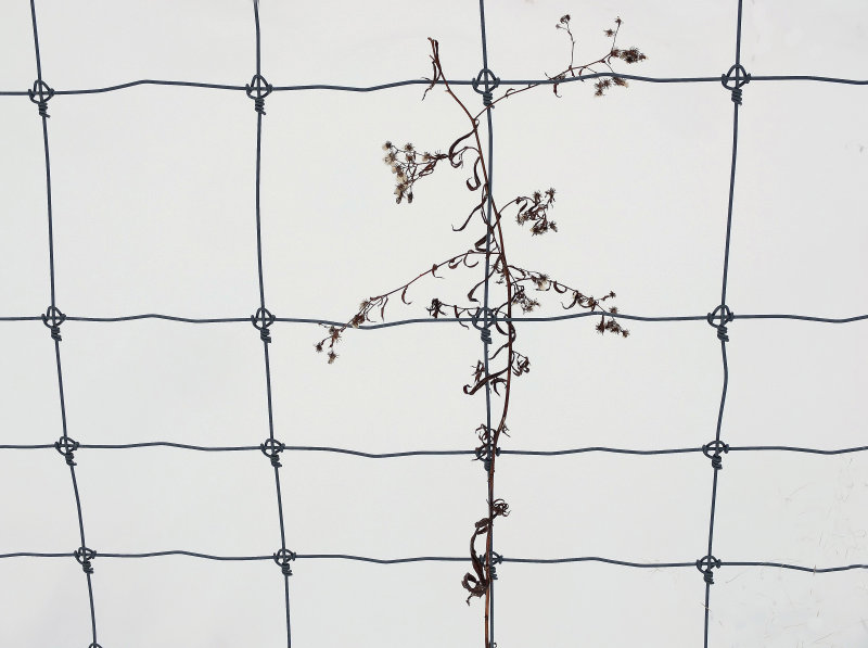 Weed on Fence - Snowmobile Trail 1-15-15.jpg