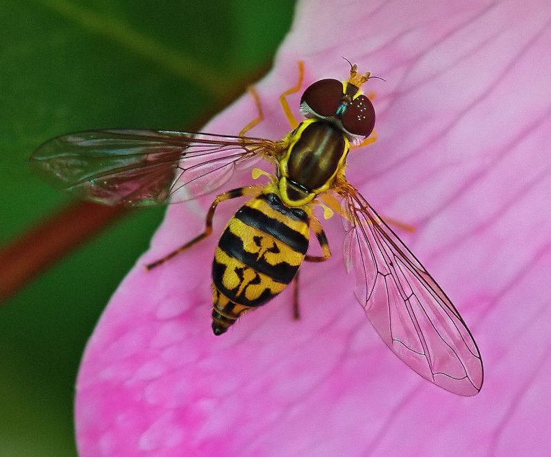 Hover Fly - Sears Island 7-19-11-ed.jpg