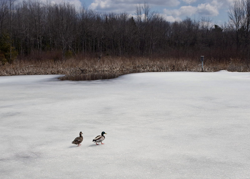 Ducks  Beaver Pond City Forest 4-12-18.jpg