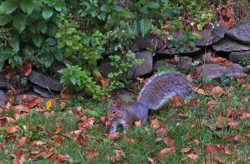 Squirrel Garden 9-28-18.jpg