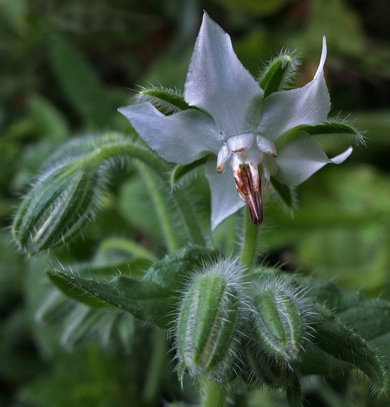 White Borage Garden 9-30-18_.jpg