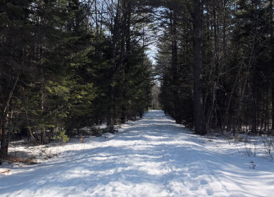 Logan Rd. DeMeritt Forest 2-28-17.jpg