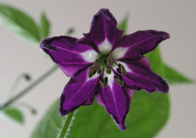 ManzanoOrange flower2 5-17-4 -pf.jpg