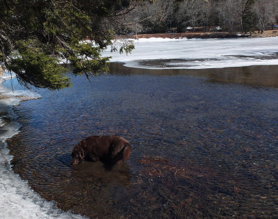 Kelley - Little Long Pond  3-13-17.jpg