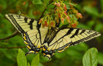 Butterfly- Tunk Mtn. Trail 6-16-12-ed-pf.jpg