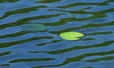 Lily Pads Tilden Pond 7-22-12-ed-pf.jpg