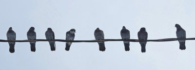 Pigeons - Neighborhood  12-11-12-pf.jpg