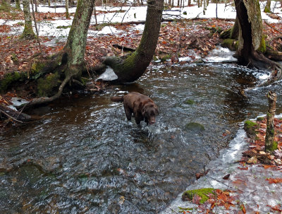 Kelley - Brookside Trail  Branch Lake 4-8-17.jpg