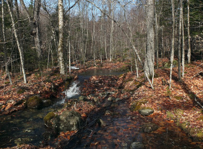 Stream Partridge Pond Trail  4-13-17.jpg
