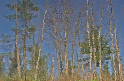 Reflection - Walden 5-7-11-pf.jpg