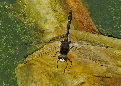 Dragonfly -  pond in Orono 5-28-12-ed-pf.jpg