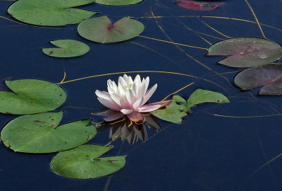 Water Lily  - Little Long Pond 8-26-12-pf.jpg