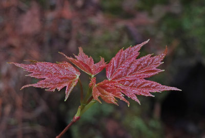 New Leaves  Perch Pond Trails  5-12-17.jpg